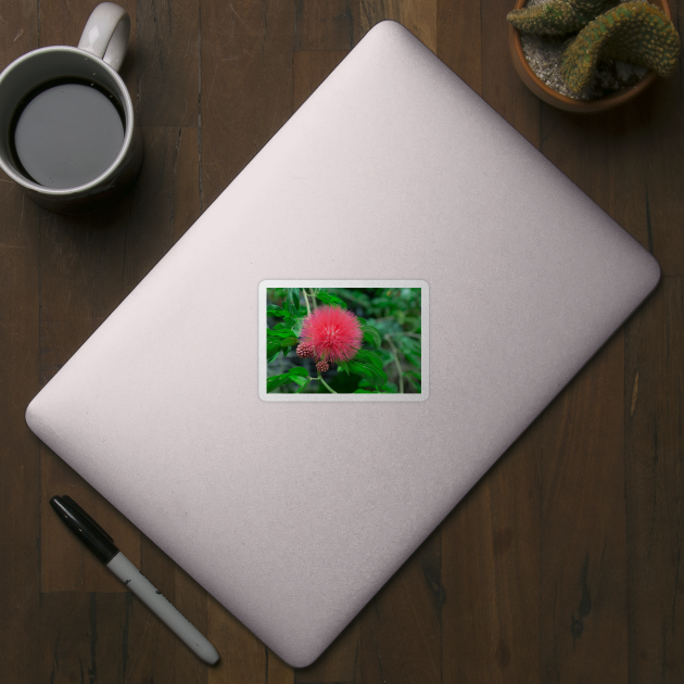 Calliandra (Powder puff plant) by thadz